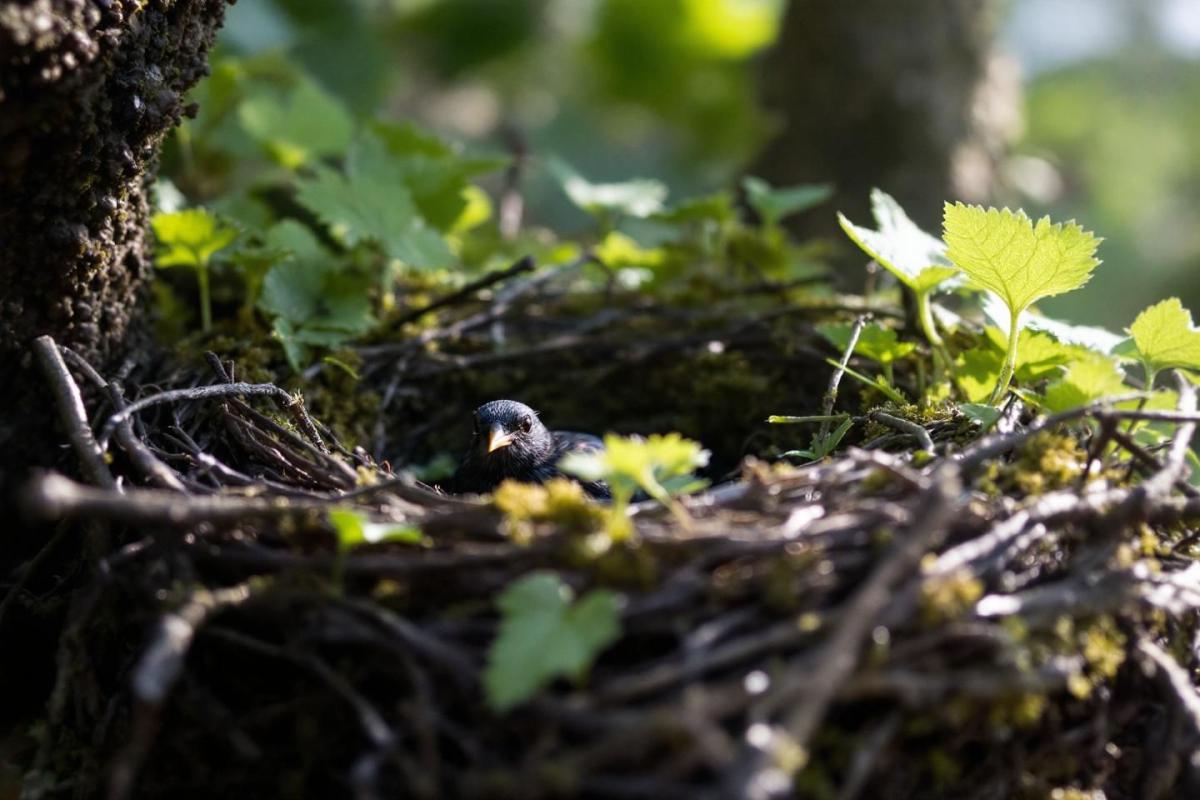 Nids de merles : caractéristiques, construction et emplacement dans votre jardin